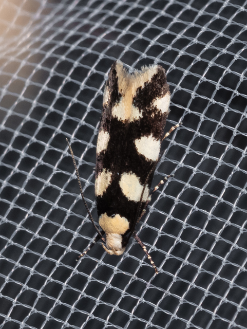 Pseudotelphusa tessella - sóskafamoly