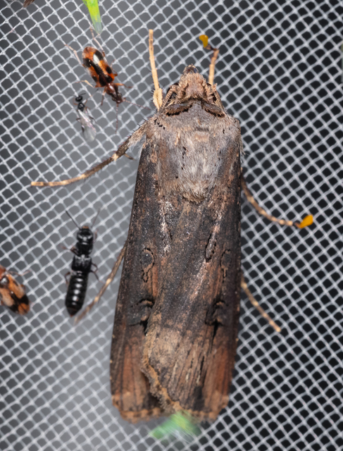 Agrotis ipsilon - nagy földibagoly