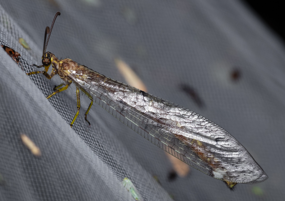 Distoleon tetragrammicus - négyfoltos hangyaleső
