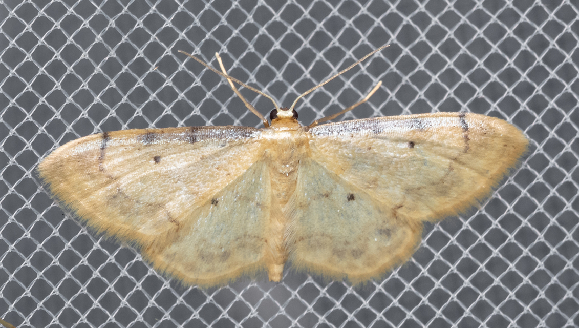 Idaea politaria - vonalas apróaraszoló