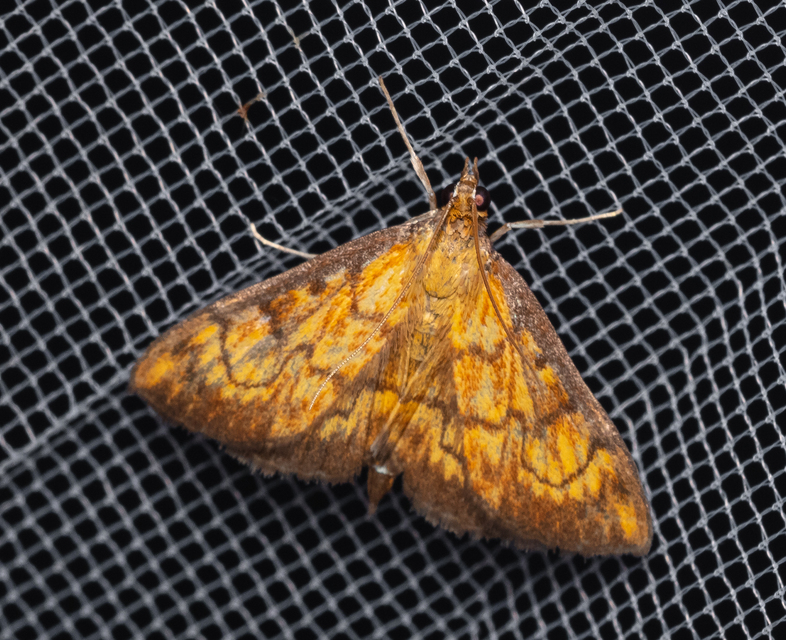 Ecpyrrhorrhoe rubiginalis - rozsdavörös tűzmoly