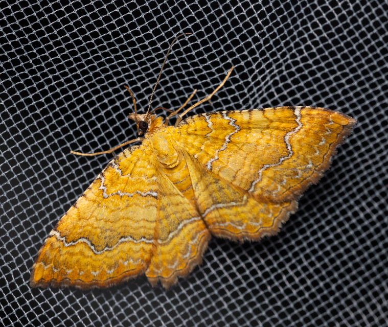 Camptogramma bilineata - kétvonalas sávosaraszoló