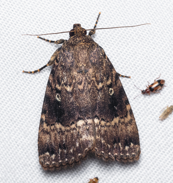 Amphipyra berbera/pyramidea