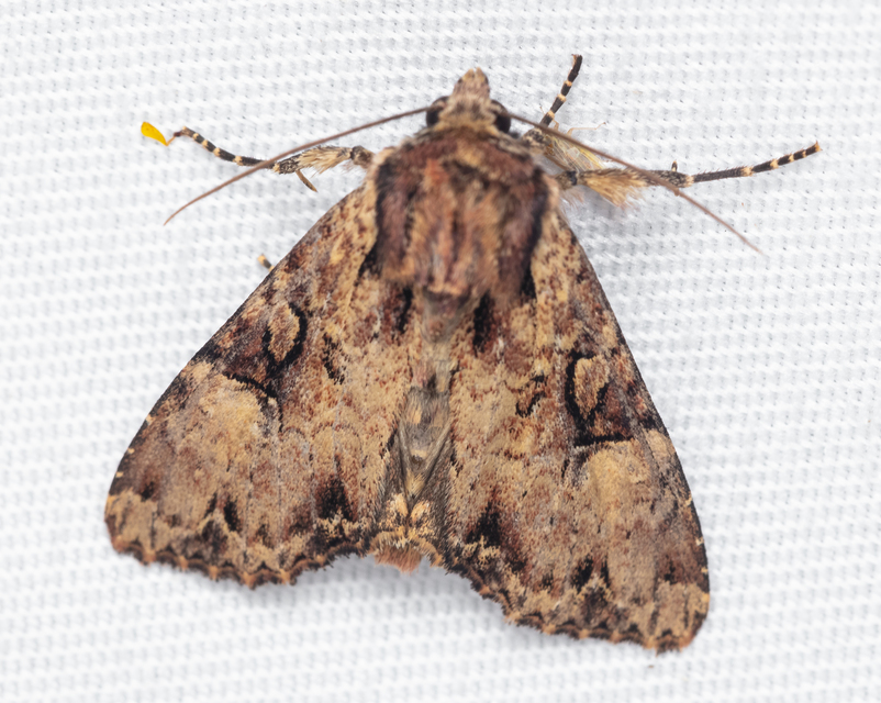 Apamea epomidion - vörösbarna dudvabagoly