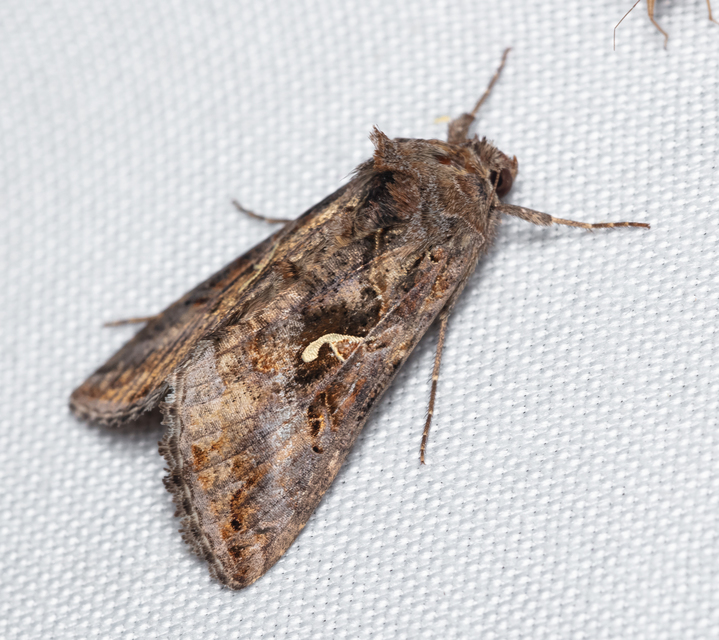 Autographa gamma - gammalepke