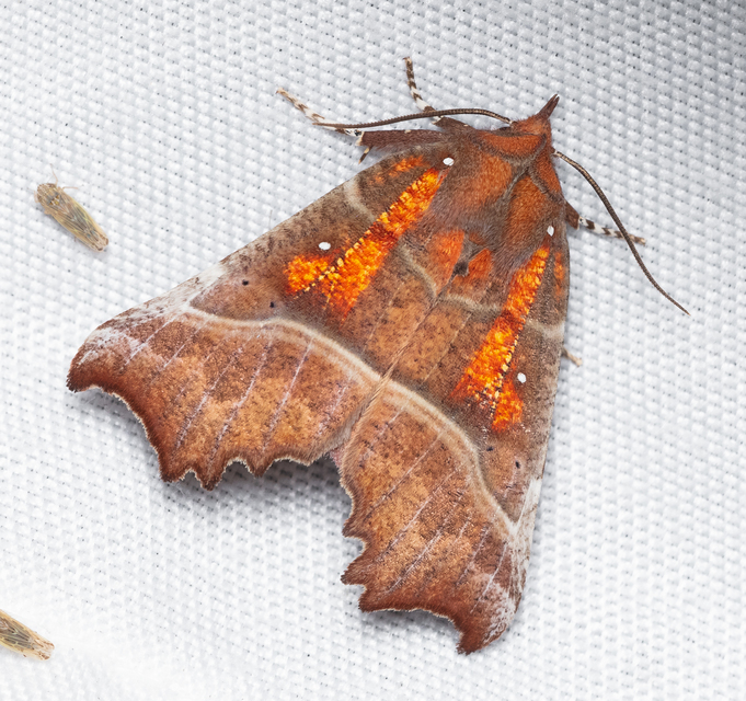 Scoliopteryx libatrix - vörös csipkésbagoly