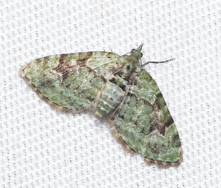 Chloroclystis v-ata - zöldes törpearaszoló