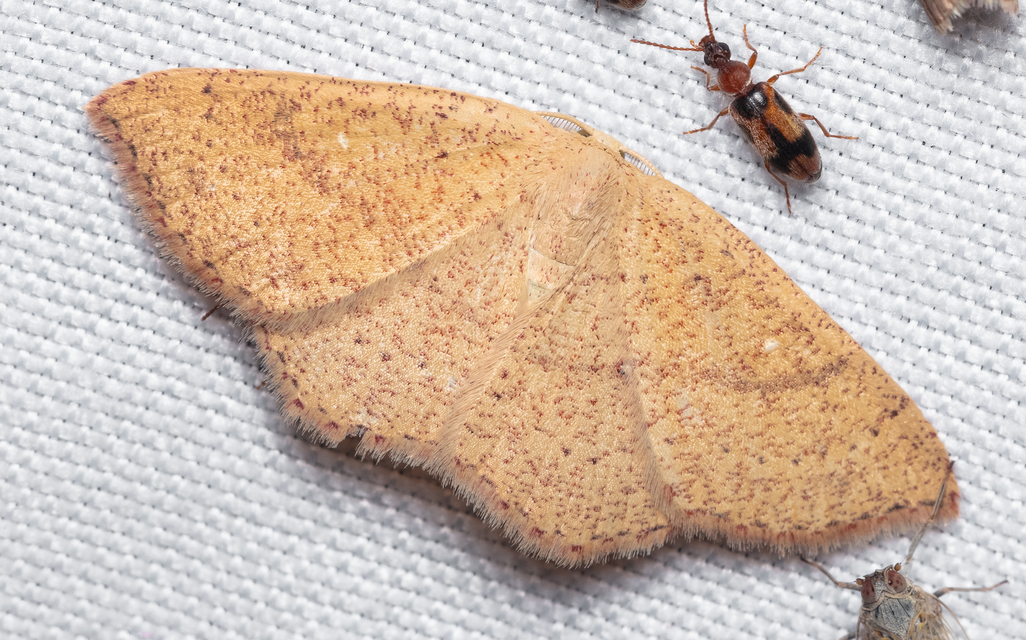 Cyclophora ruficiliaria - vörösrojtú pettyesaraszoló