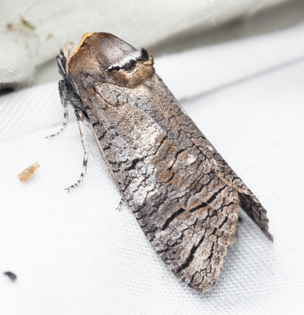 Cossus cossus - fűzfarontólepke