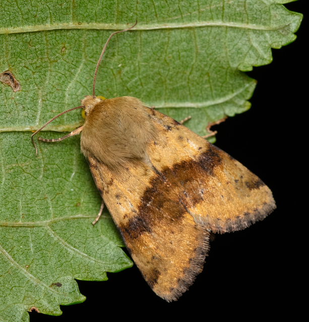 Heliothis viriplaca - mácsonyabagoly
