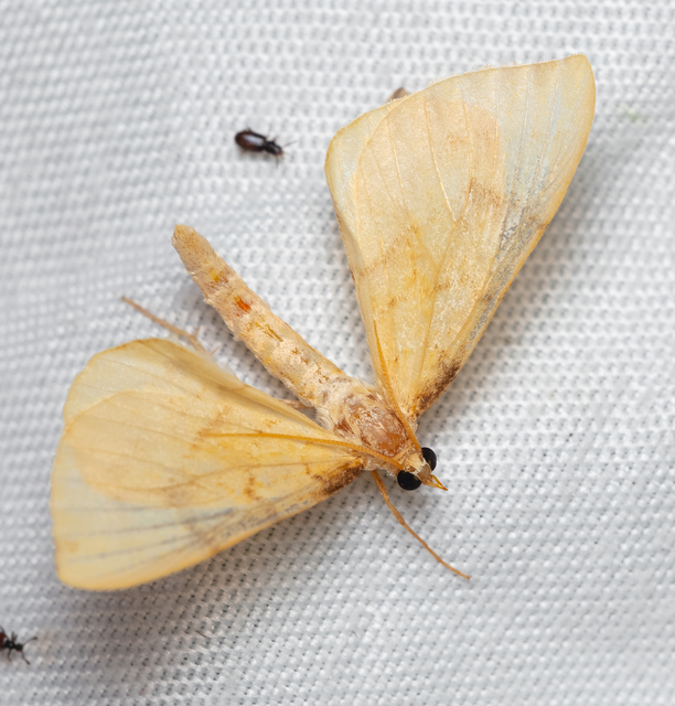 Eulithis pyraliata - sárga galajaraszoló