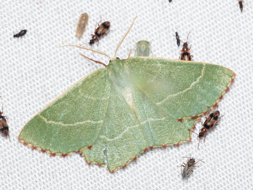 Thalera fimbrialis - csipkésszélű zöldaraszoló