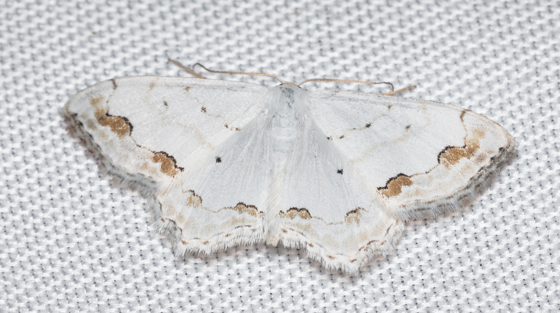 Scopula ornata - díszes fehéraraszoló