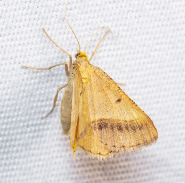 Tephrina arenacearia - lucerna-araszoló