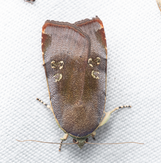Noctua janthe/janthina