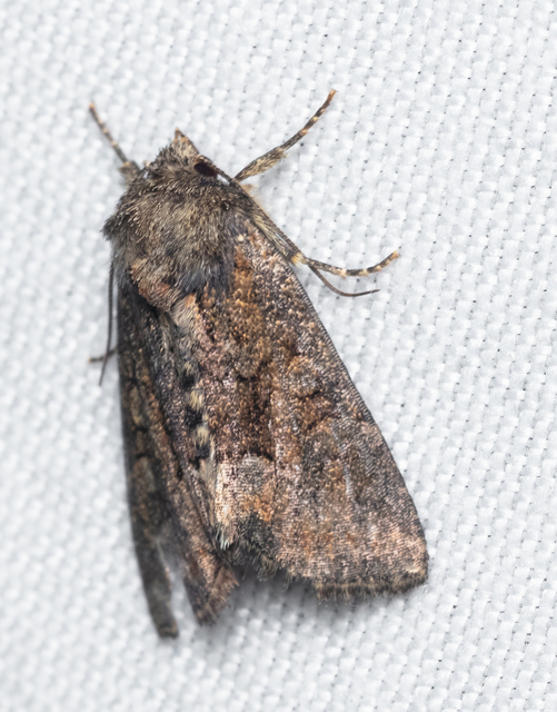 Oligia strigilis/latruncula/versicolor