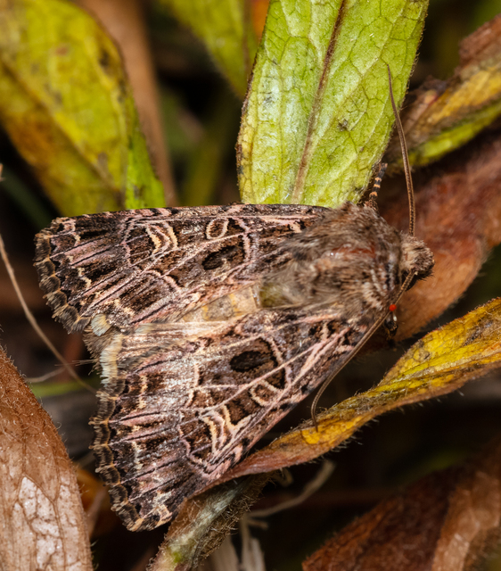 Heliophobus reticulata - fehéreres kertibagoly