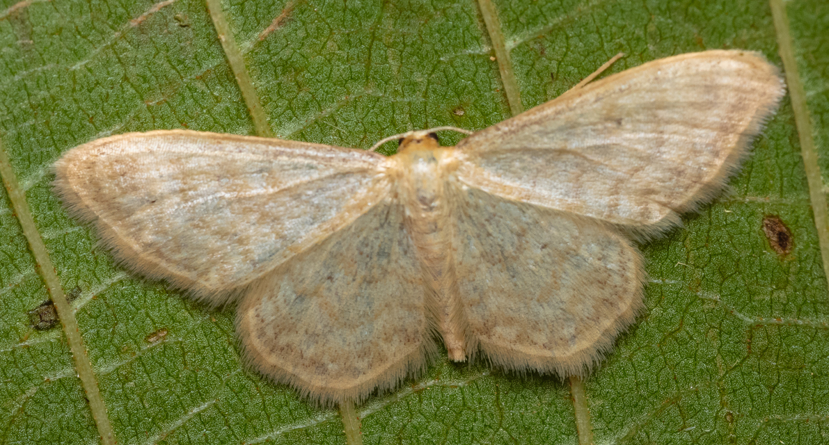Idaea fuscovenosa - szürkeszélű apróaraszoló