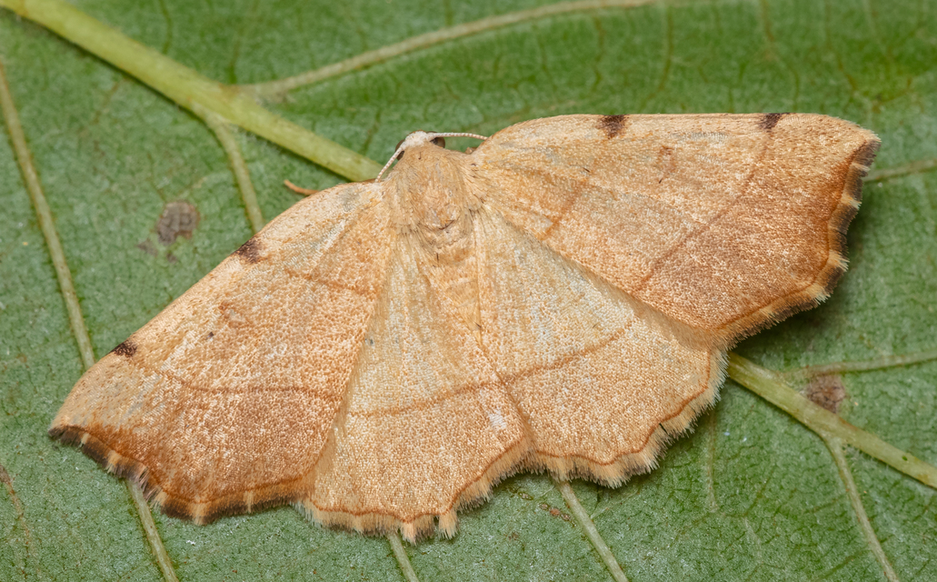 Eilicrinia trinotata - háromjegyű araszoló