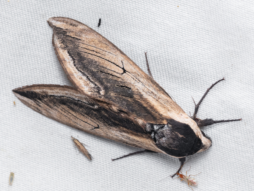 Sphinx ligustri - fagyalszender