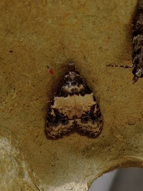 Carposina scirrhosella - közönséges csipkebogyómoly