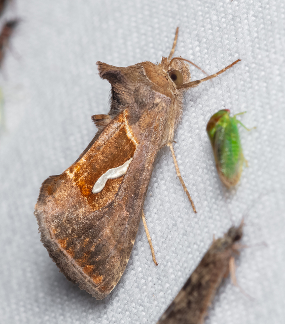 Macdunnoughia confusa - cseppfoltos ezüstbagoly