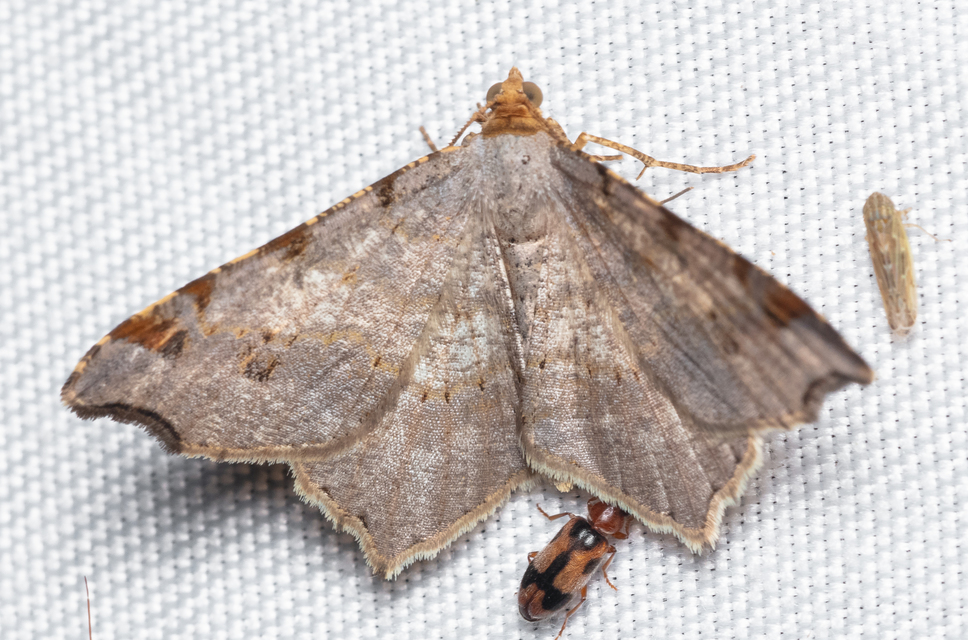 Macaria alternata - közönséges szürkearaszoló