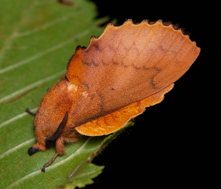 Gastropacha quercifolia - tölgylevélpohók