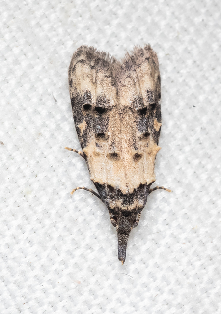 Carposina scirrhosella - közönséges csipkebogyómoly