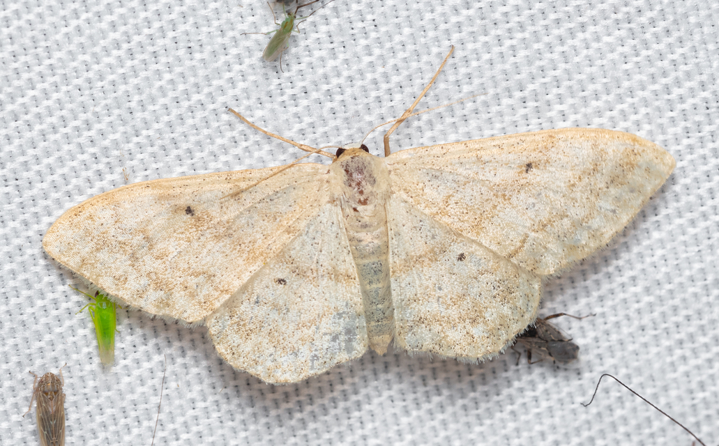 Idaea deversaria - egyszínű sávosaraszoló