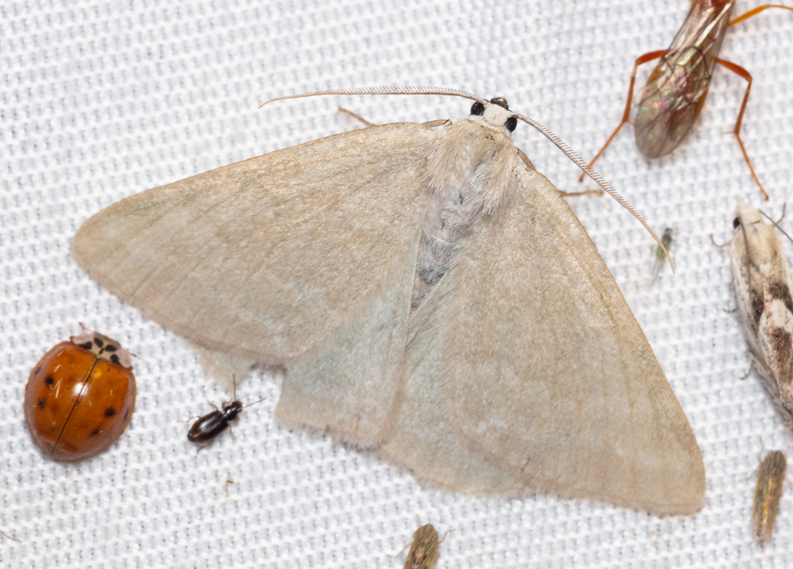 Pseudoterpna pruinata - hamvas zöldaraszoló