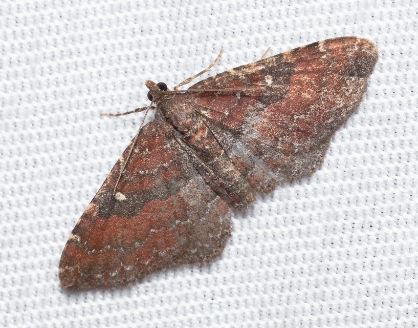 Orthonama obstipata - vándoraraszoló