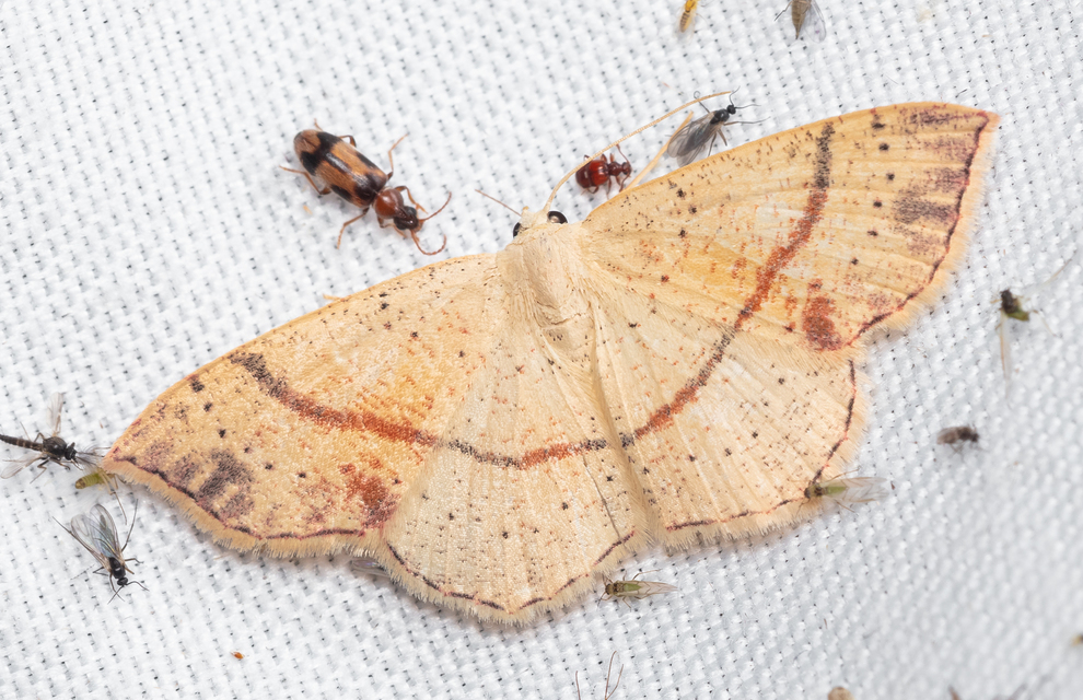 Cyclophora punctaria - sávos pettyesaraszoló