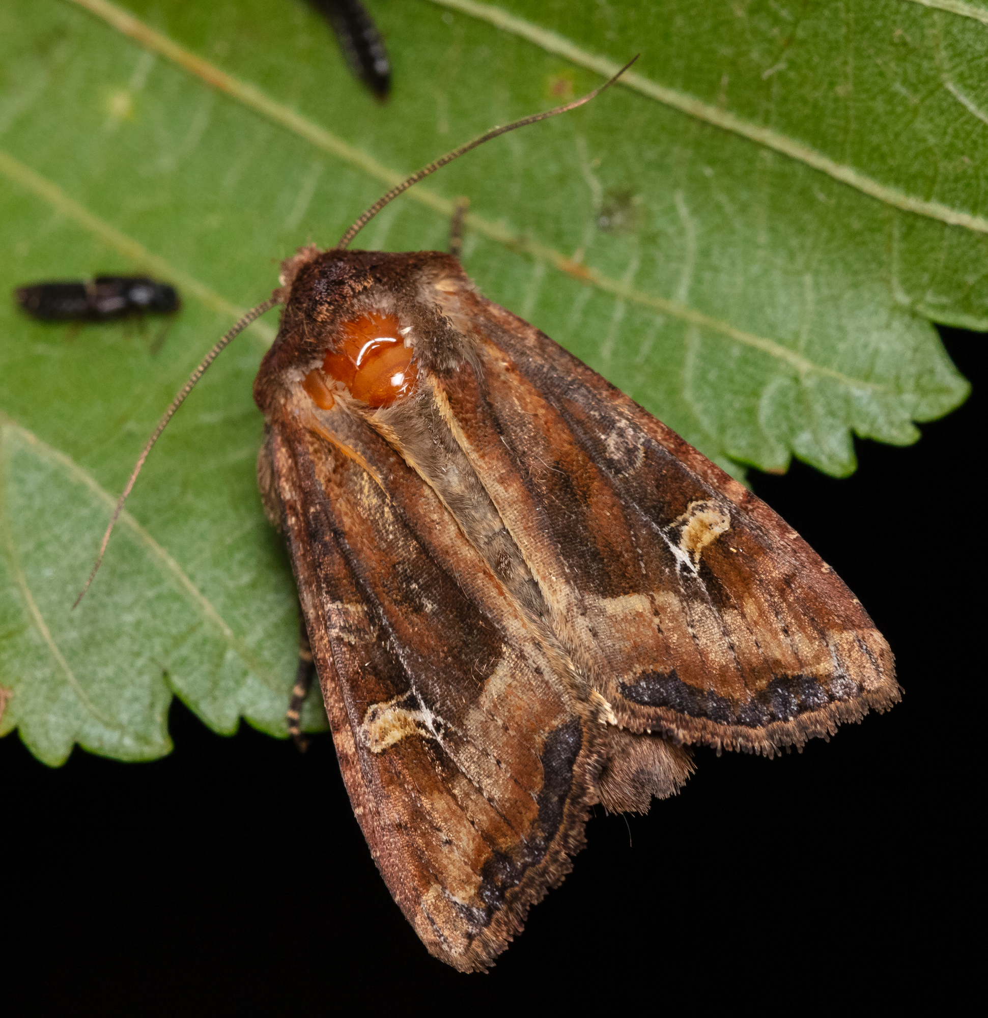 Helotropha leucostigma - mocsári nőszirombagoly
