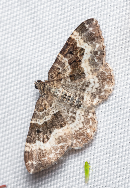 Epirrhoe alternata - galaj-tarkaaraszoló