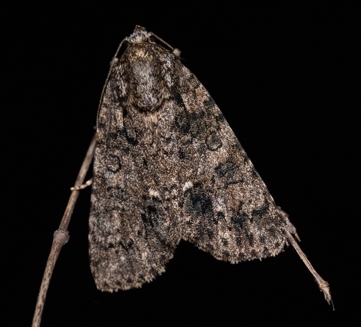 Acronicta rumicis - sóska-szigonyosbagoly