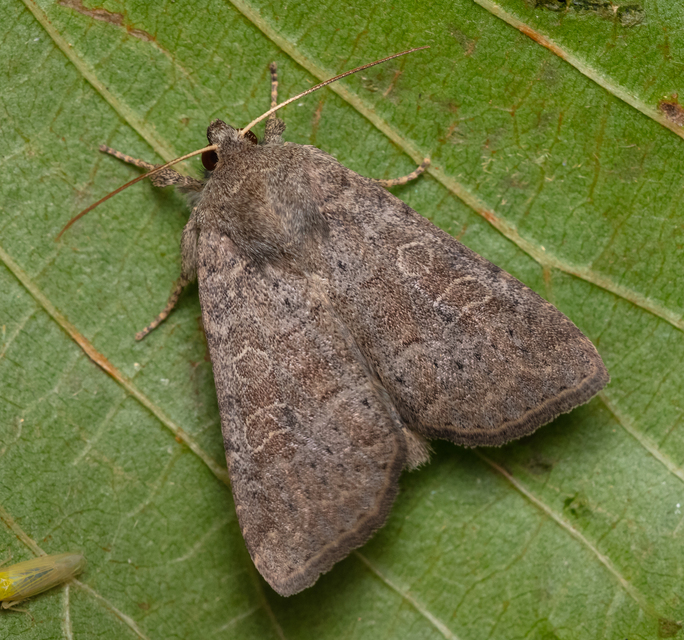 Parastichtis suspecta - sötét erdeibagoly