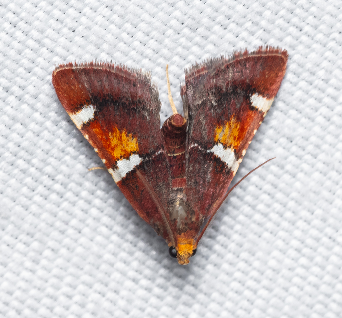 Pyralis regalis - pompás fényilonca