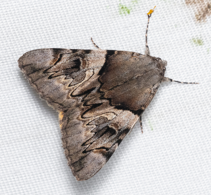 Catocala fulminea - galagonya-övesbagoly