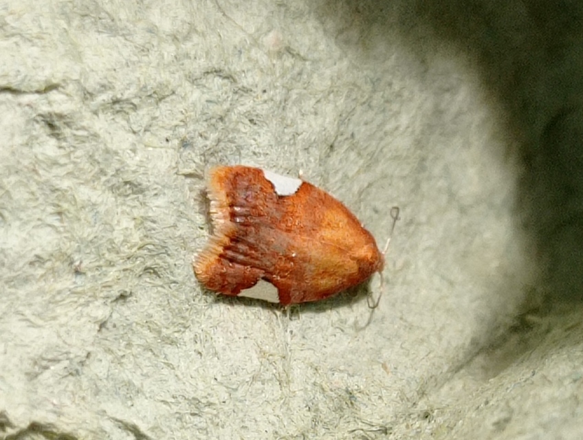 Acleris holmiana - fehérfoltos levélmoly