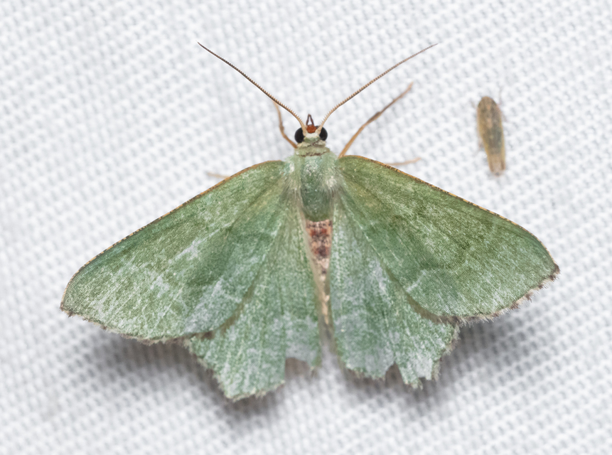 Hemithea aestivaria - nyír-zöldaraszoló