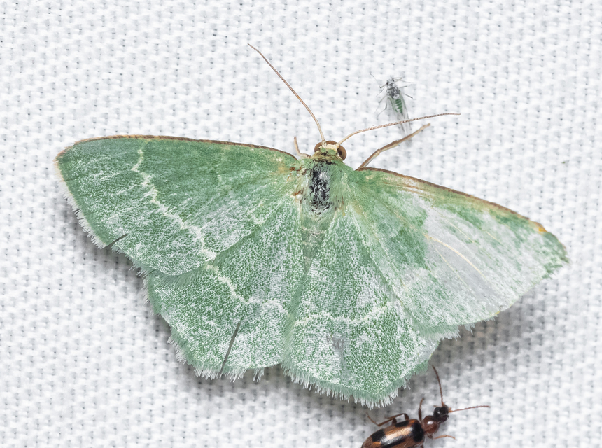 Chlorissa cloraria - sárgászöld araszoló