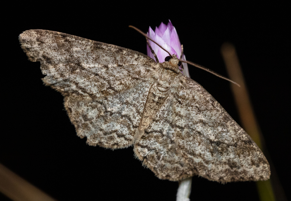 Ectropis crepuscularia - avararaszoló