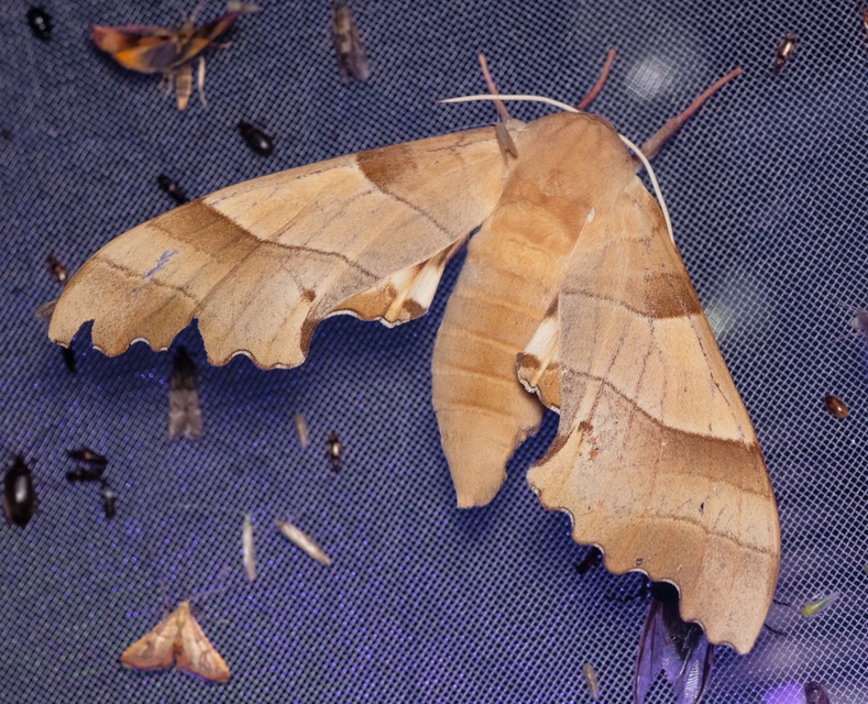 Marumba quercus - tölgyfaszender
