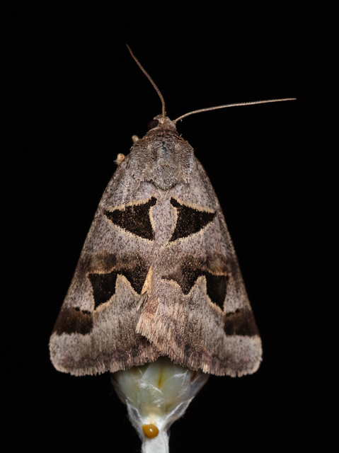 Gonospileia triquetra - kakukkfű-nappalibagoly
