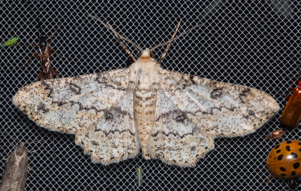 Ascotis selenaria - holdas faaraszoló