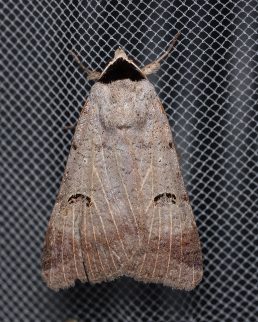 Lygephila craccae - gyakori csüdfűbagoly