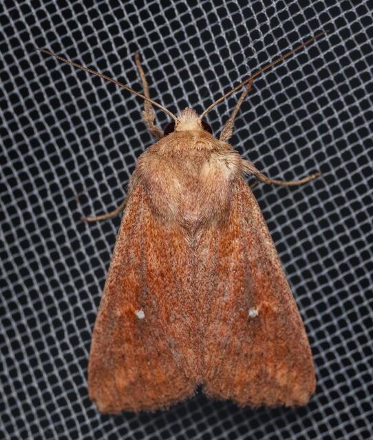 Mythimna albipuncta - fehérpettyes rétibagoly