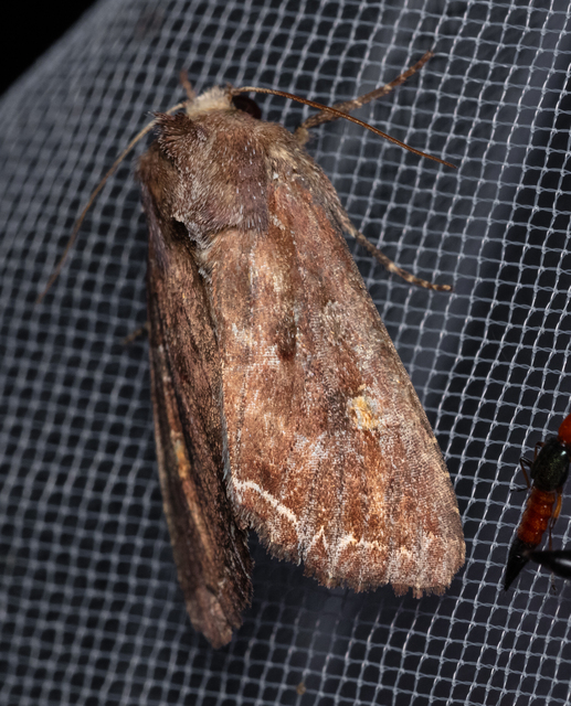 Lacanobia oleracea - saláta-kertibagoly