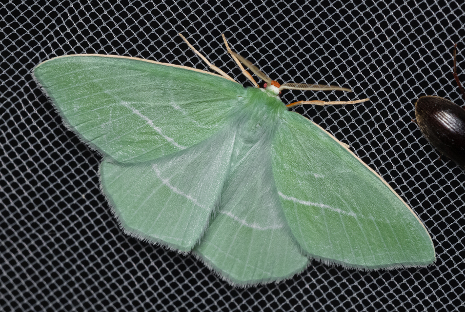 Hemistola chrysoprasaria - kékes zöldaraszoló